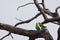 A pair of Australian Budgerigar Birds