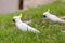 Pair of Australian cockatoos on grass