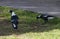 A pair of Australian Magpie (Gymnorhina tibicen) finds prey