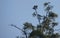 A pair of Australian Magpie-Lark (Grallina cyanoleuca)