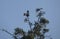 A pair of Australian Magpie-Lark (Grallina cyanoleuca) on a tree