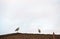 A pair of Australian Masked Lapwings (Vanellus miles) perched