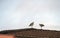 A pair of Australian Masked Lapwings (Vanellus miles) perched