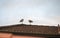 A pair of Australian Masked Lapwings (Vanellus miles) perched