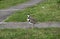 A pair of Australian Masked Lapwings ( Vanellus miles) walks