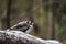 A pair of Australian Noisy Miner Birds