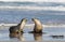 Pair Australian sea lion, Neophoca cinerea, on the beach at Seal Bay, Kangaroo Island, South Australia, Australia.