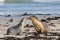 Pair Australian sea lion Neophoca cinerea playing on the beach at Seal Bay, Kangaroo Island, South Australia, Australia.