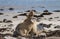 Pair Australian sea lion Neophoca cinerea playing and biting on the beach at Seal Bay, Kangaroo Island, South Australia