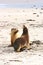 Pair of Australian sea lions (Neophoca cinerea)