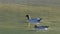 Pair of Australian Wood Duck, Chenonetta jubata, swimming