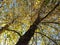 Pair of Autumnal Trees With Pretty Yellow Leaves in Autumn