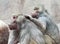 A Pair of Baboons Sit Grooming Each Other