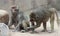 A Pair of Baboons Sit Grooming Each Other