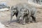 A Pair of Baby Asian Zoo Elephants