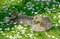 Pair of Baby birds in a flowering field