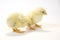 A pair of baby chick on white background (pecking) 6