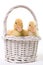 Pair of Baby Ducks in an Easter Basket