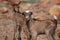 Pair of Baby Goats Balancing on Rocks