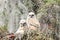 A pair of baby great horned owls