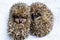 A pair of baby hedgehogs