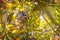 Pair Of Baby Hummingbirds In Nest