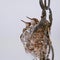 Pair of Baby Hummingbirds in Nest Close Up