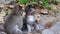 Pair of baby Macaque monkeys Macaca Fascicularis in the sacred monkey forest in Ubud, Indonesia.