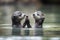 pair of baby otters holding hands while floating on tranquil pond
