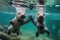 pair of baby otters holding hands while swimming in clear lake
