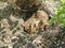 Pair Of Baby Rabbits In Nest