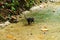 Pair of Baby Ring-Tailed Coati (Nasua nasua rufa) playing on a path, taken in Costa Rica