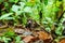 Pair of Baby Ring-Tailed Coati (Nasua nasua rufa), taken in Costa Rica