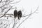 Pair of bald eagle