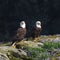 Pair of Bald Eagles