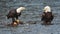 Pair of bald eagles discuss ownership of chum salmon