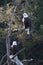 Pair of Bald Eagles in the early morning sunlight