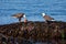 Pair of bald eagles on kelp covered rock, the female feeds on a fish head while the male observes