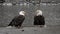 Pair of bald eagles on riverbank when snowing