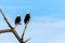 Pair of Bald Eagles in Venice Florida