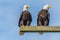 Pair of bald eagles watching from wooden beam