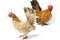 A pair of bantam chickens or Ayam kate is any small variety of fowl, especially chickens