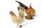 A pair of bantam chickens or Ayam kate is any small variety of fowl, especially chickens