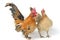 A pair of bantam chickens or Ayam kate is any small variety of fowl, especially chickens