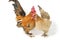 A pair of bantam chickens or Ayam kate is any small variety of fowl, especially chickens