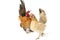 A pair of bantam chickens or Ayam kate is any small variety of fowl, especially chickens