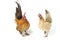 A pair of bantam chickens or Ayam kate is any small variety of fowl, especially chickens