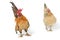 A pair of bantam chickens or Ayam kate is any small variety of fowl, especially chickens