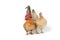 A pair of bantam chickens or Ayam kate is any small variety of fowl, especially chickens