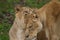 A pair of Barbary lioness greeting each other